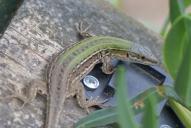 Podarcis siculus campestris