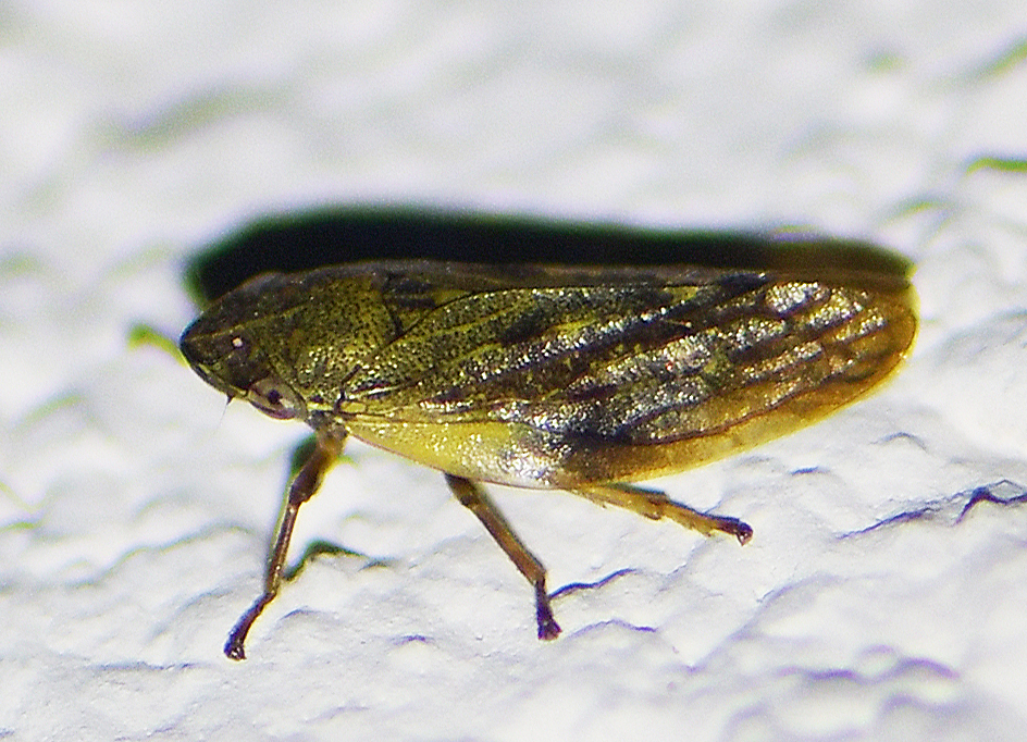 Aphrophora pectoralis(cf)