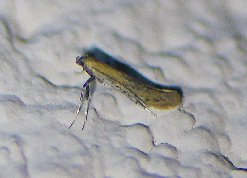Aspilapteryx tringipennella(cf)
