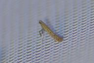 Aspilapteryx tringipennella(cf)