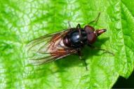 Rhingia camprestris