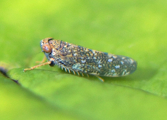 Orientus ishidae