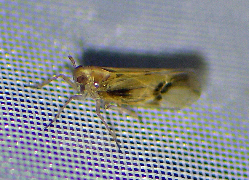 Euides speciosa