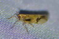 Euides speciosa