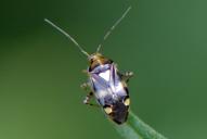 Liocoris tripustulatus