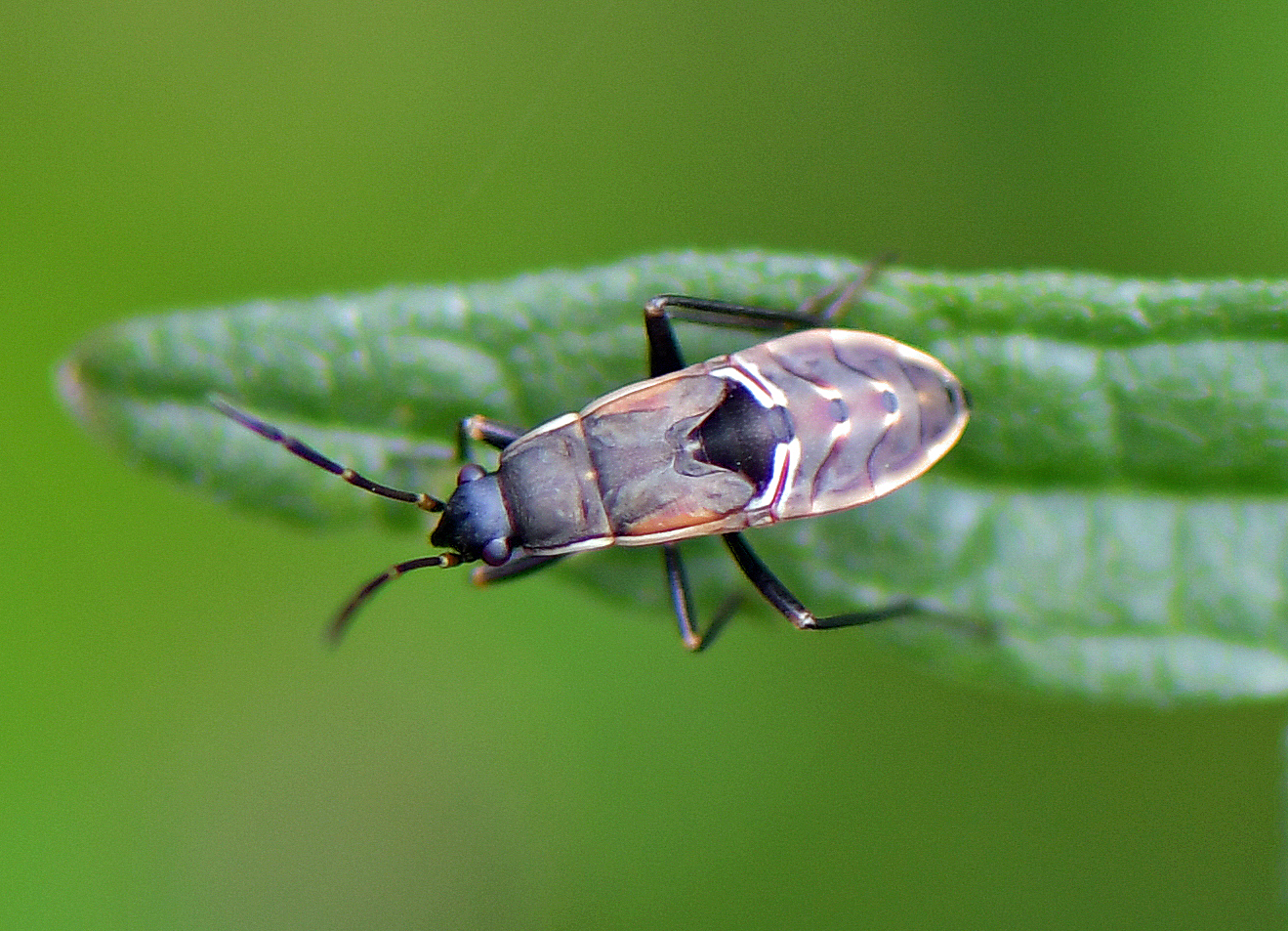 Rhyparochromus vulgaris(Larve)