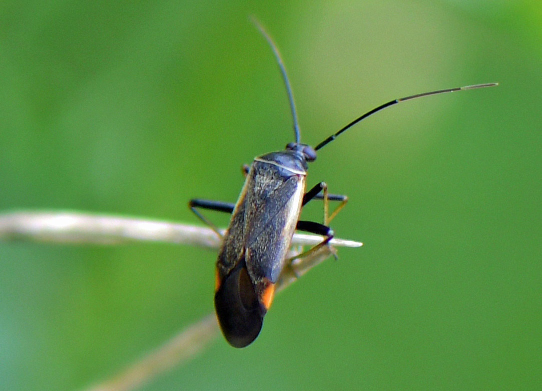 Adelphocoris seticornis