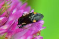 Adelphocoris seticornis