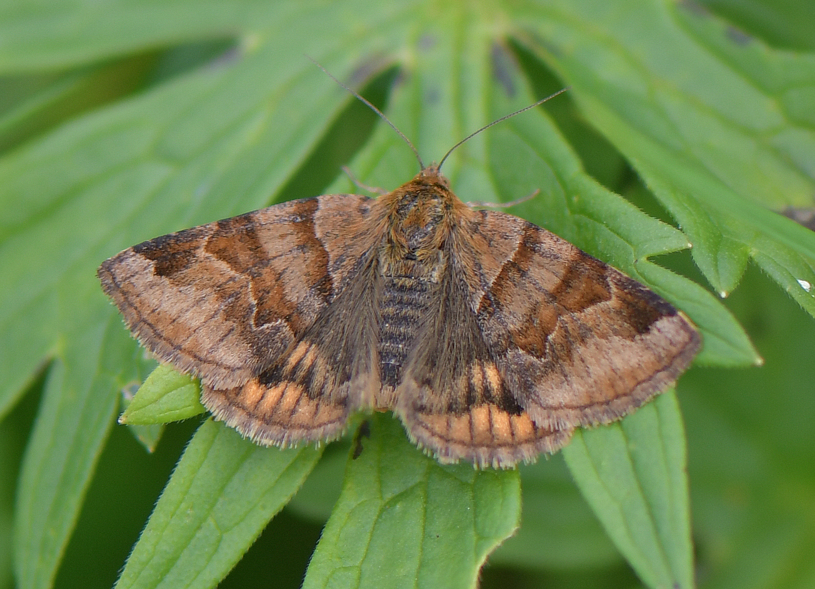 Euclidia glyphica