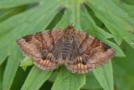 Euclidia glyphica