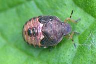 Peribalus strictus vernalis(Larve)