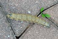 Agrius convolvuli (Raupe)