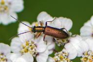 Chrysanthia geniculata