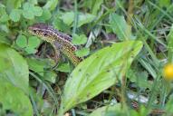 Lacerta agilis(♂)