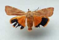 Noctua fimbriata(dorsal)