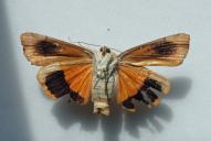 Noctua fimbriata(ventral)