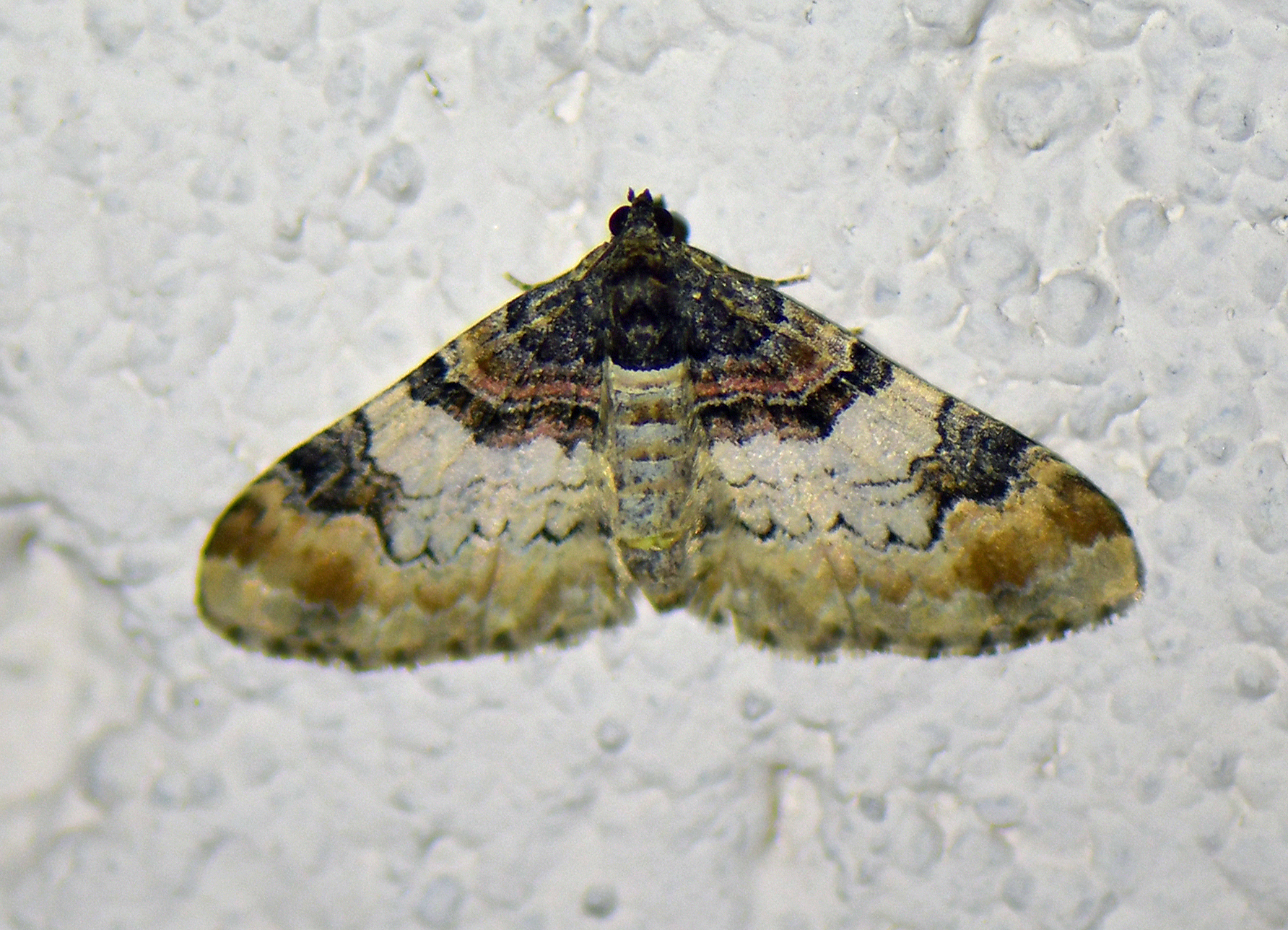 Catarhoe cuculata