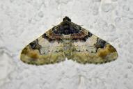 Catarhoe cuculata