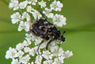 Valgus hemipterus(♂)