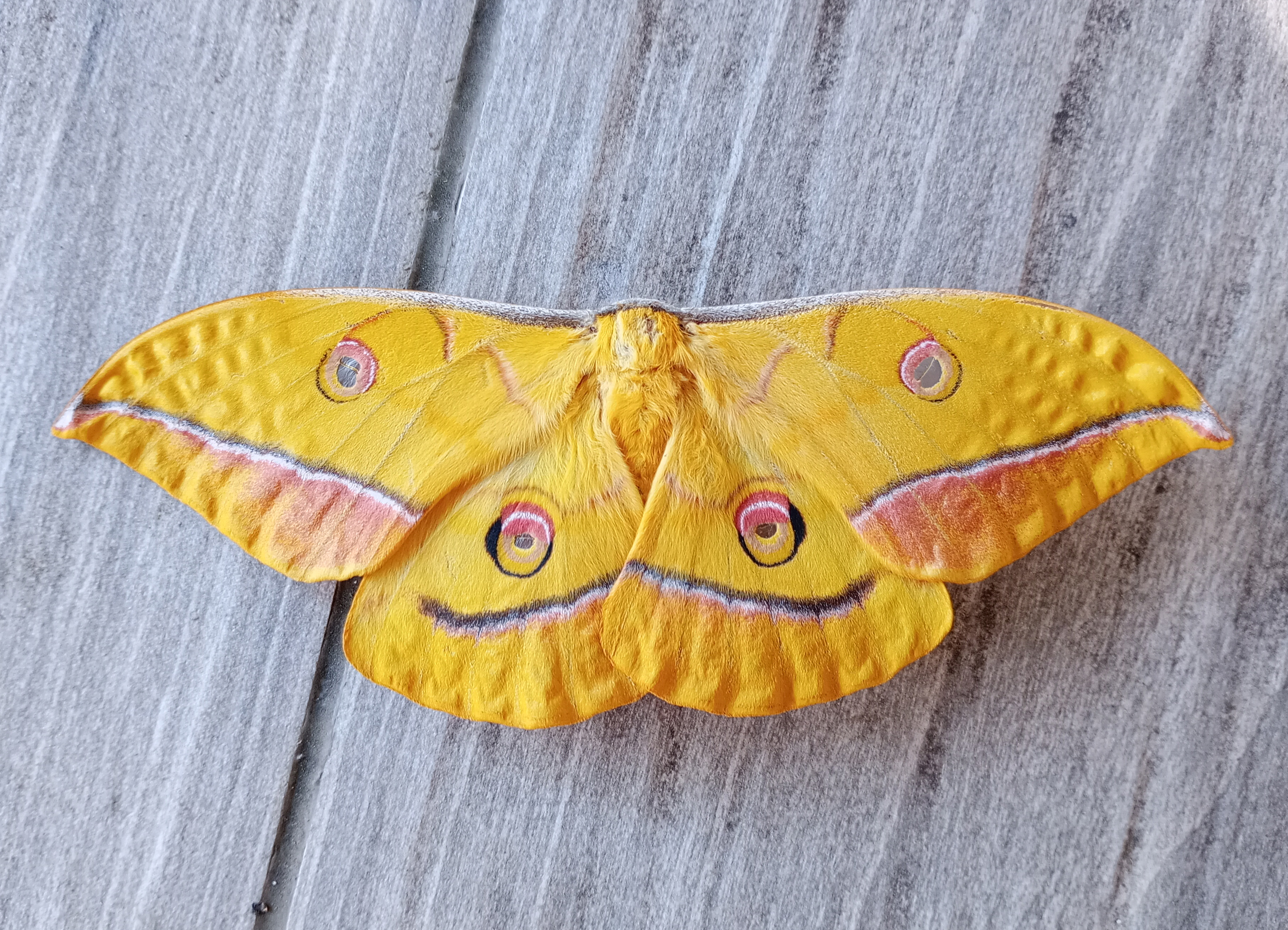Antheraea yamamai(♀, aus Zucht)