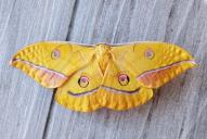 Antheraea yamamai