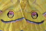 Antheraea yamamai(♀, Augen der Hinterflügel)