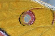 Antheraea yamamai(♀, Auge des Vorderflügels)