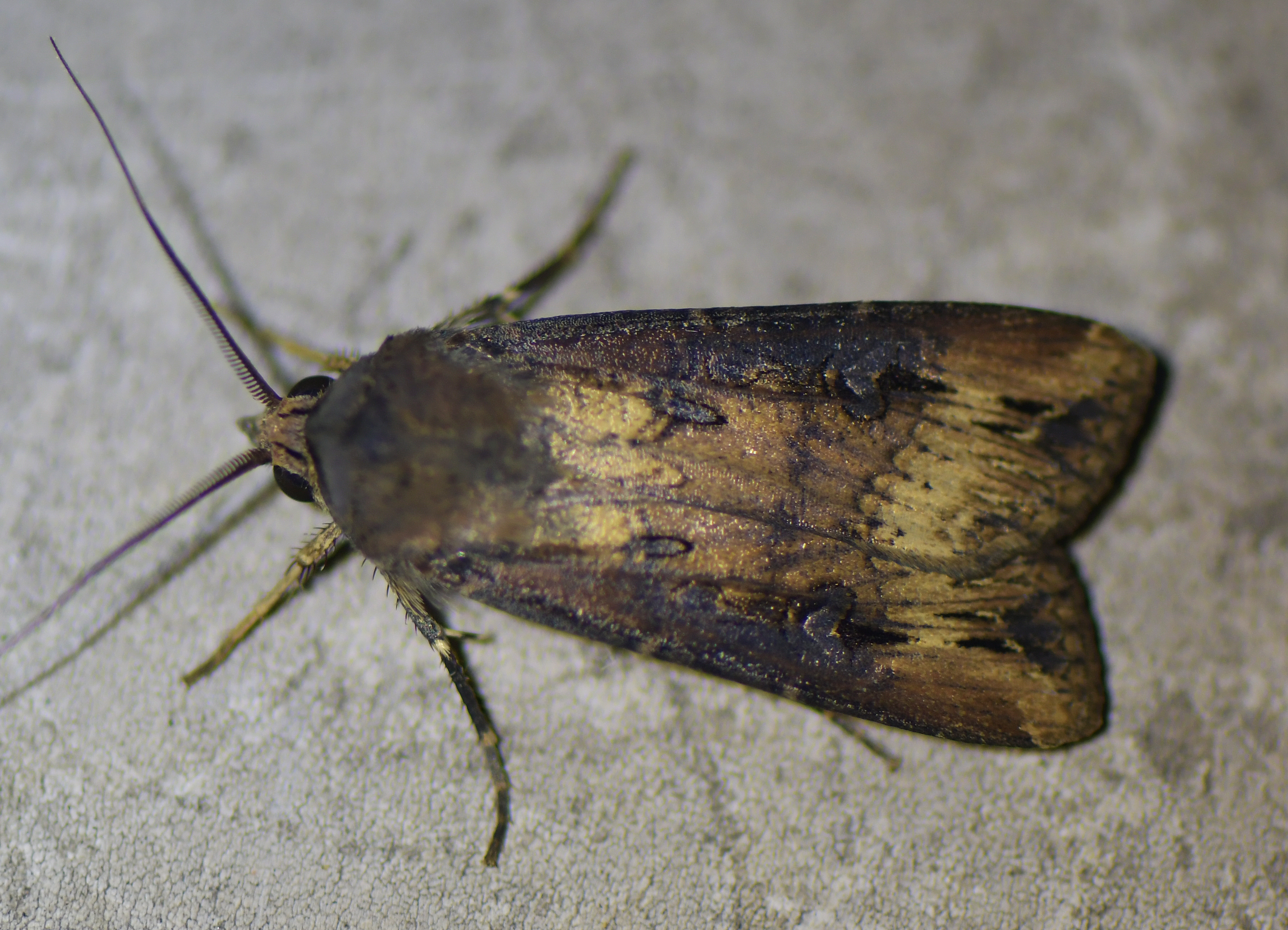 Agrotis ipsilon(♂)