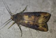 Agrotis ipsilon