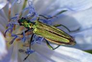 Oedemera nobilis(♀)