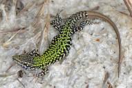 Podarcis muralis