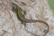 Podarcis muralis