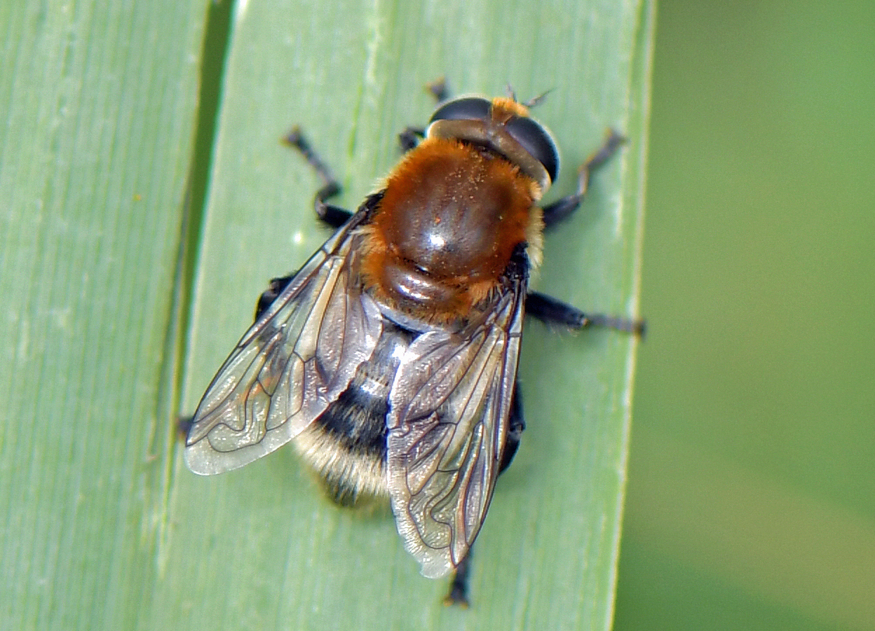 Merodon equestris