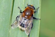 Merodon equestris