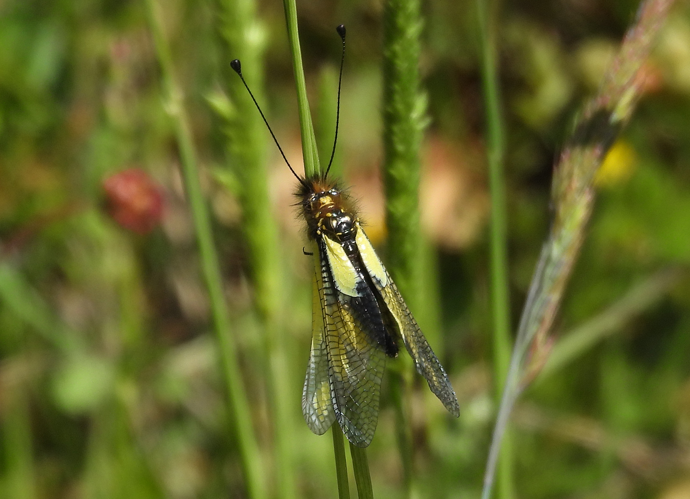 Libelloides coccajus