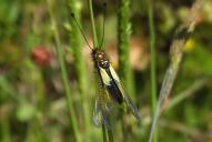 Libelloides coccajus