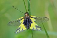 Libelloides coccajus