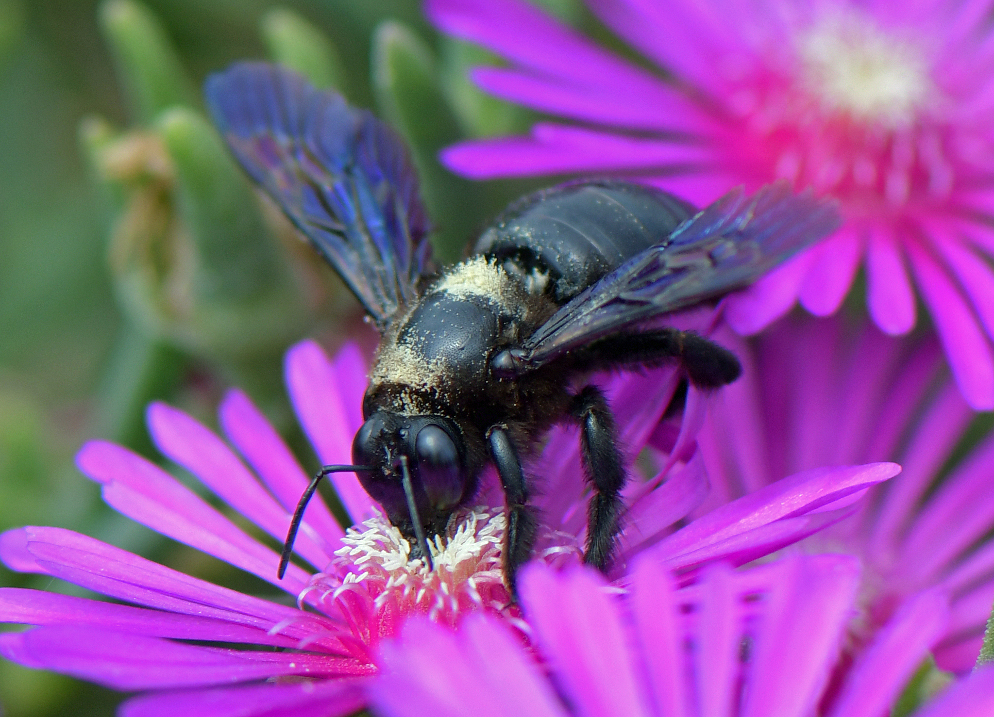 Xylocopa valga(♂)