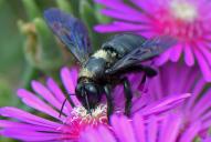 Xylocopa valga