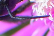 Xylocopa valga(♂; 2. Fühlerglied so lange wie 3+4 zusammen)