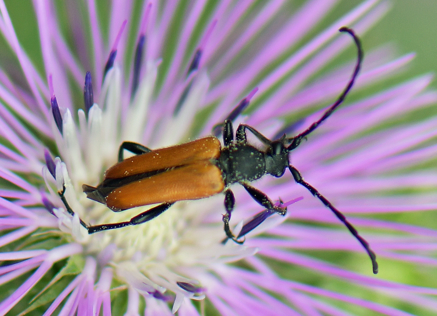 Paracorymbia pallens