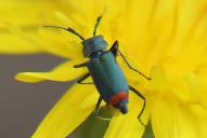 Ceratistes dilaticornis(♂)