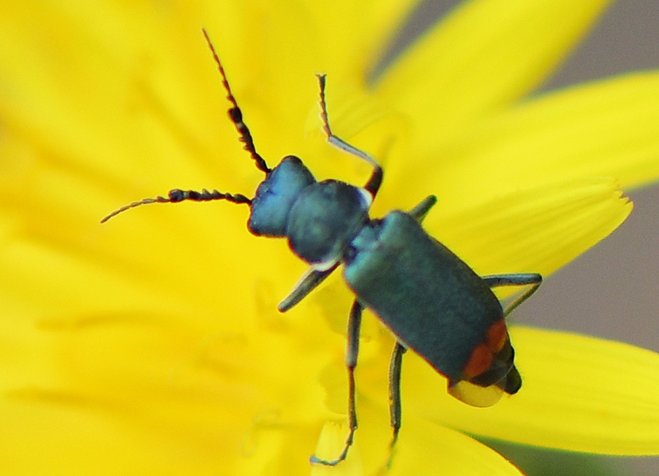 Ceratistes dilaticornis(♂)