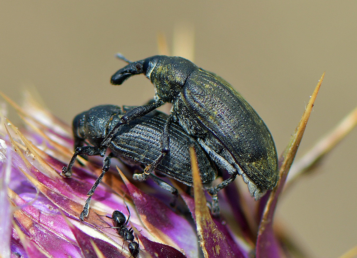 Larinus carinirostris(Copula)