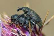 Larinus carinirostris