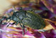 Larinus carinirostris