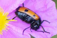 Mylabris quadripunctata