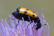 Mylabris quadripunctata