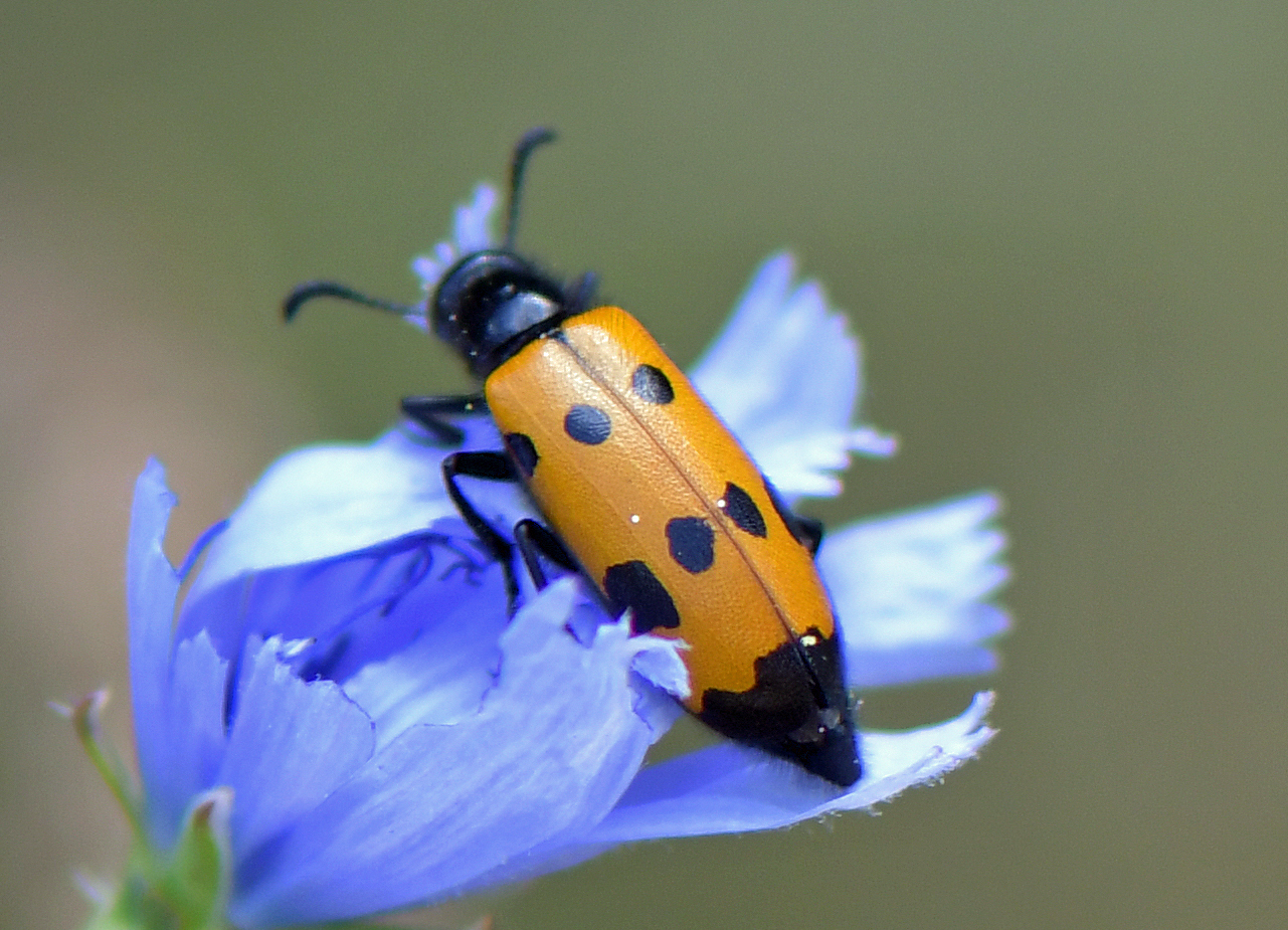 Mylabris quadripunctata