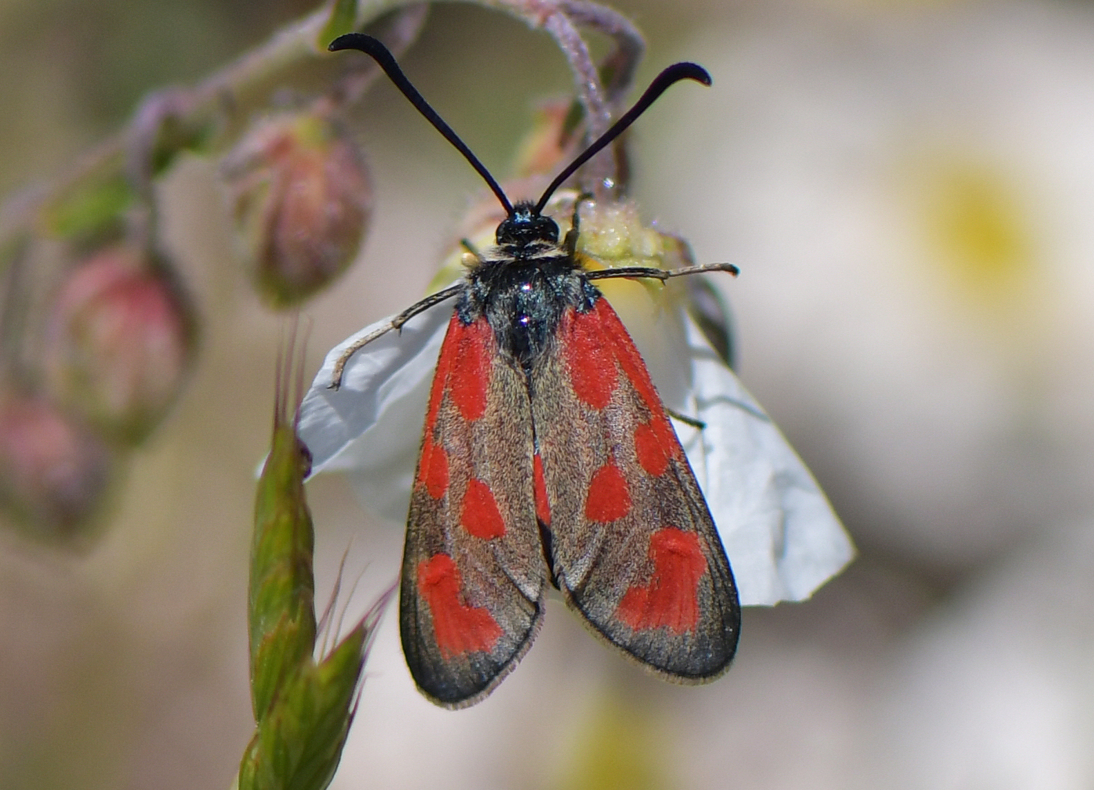 Zygaena loti